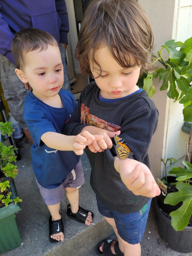 Nasir & Rahim Admiring a Monarch