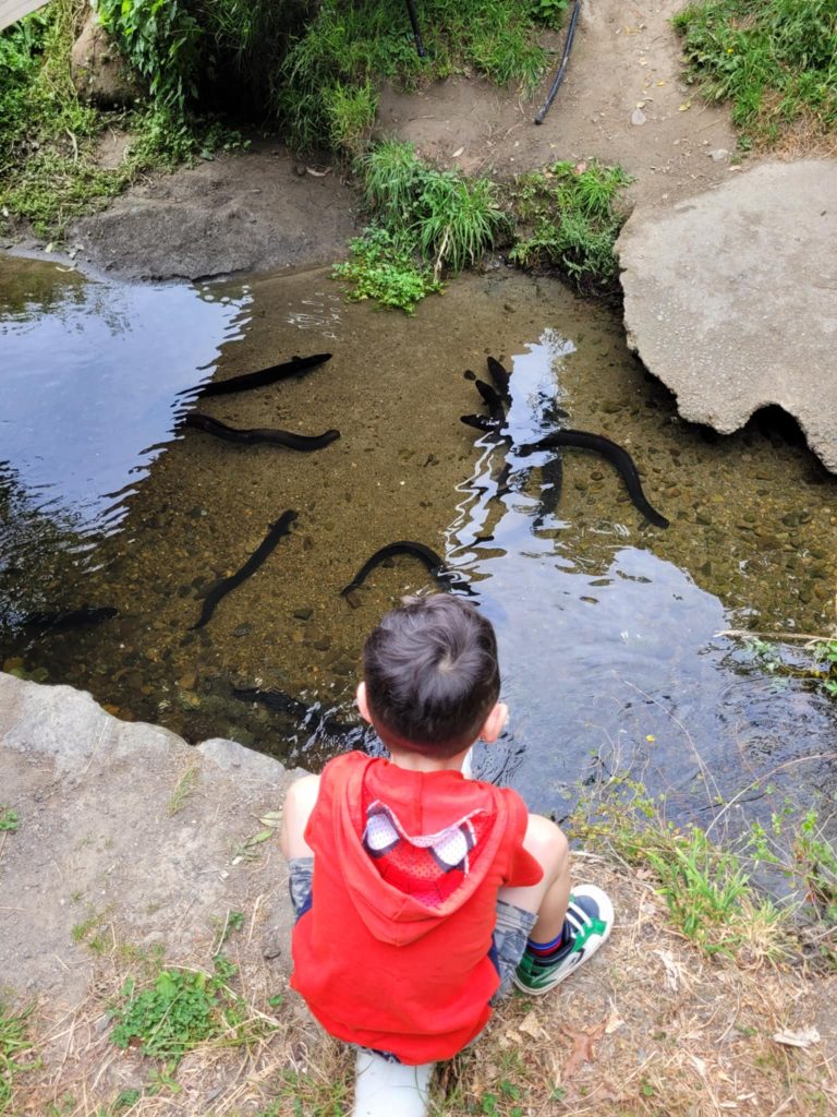 Supporting Siblings: Walks & Eels